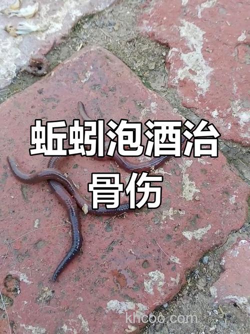 蚯蚓泡酒的正确方法？