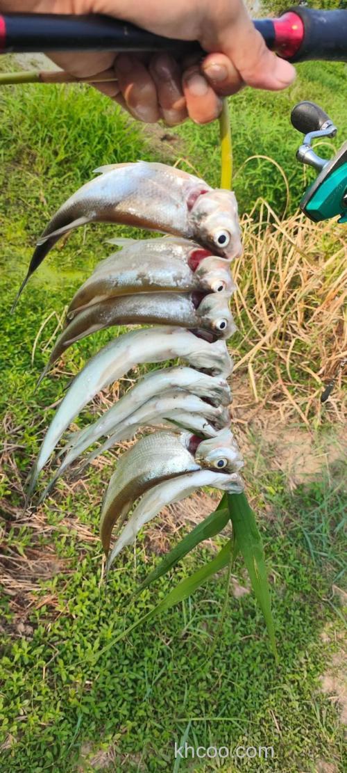 虾皮串钩会钓到鲢鳙吗？