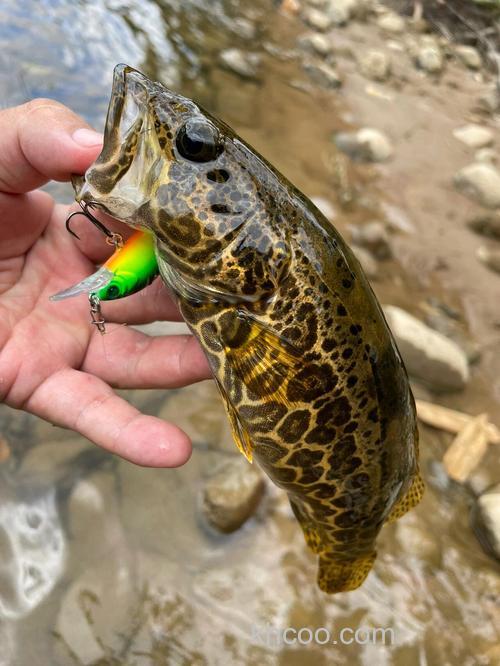 野钓鳜鱼必看：蚯蚓饵料搭配钓点选择技巧，清晨黄昏作钓效果显著