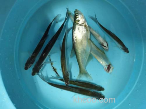 野钓青尾全攻略：掌握习性、选对钓点，轻松钓获机警青尾