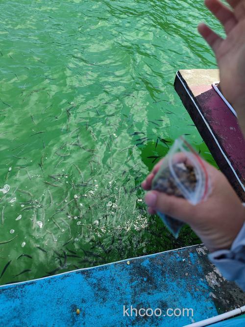 水库小鱼都能喂什么？