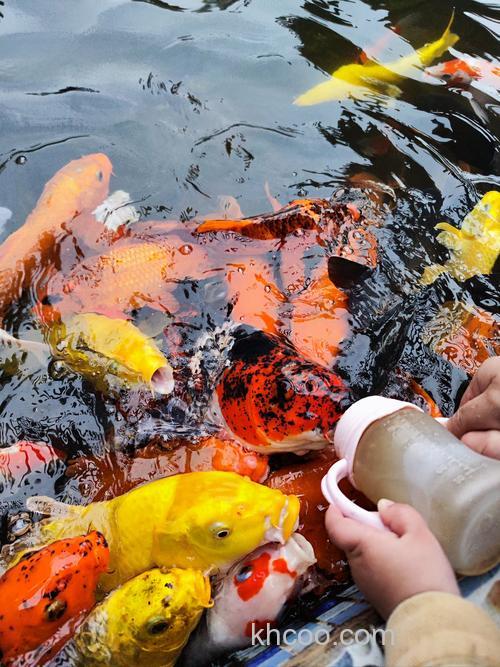 养鲤鱼喂什么？