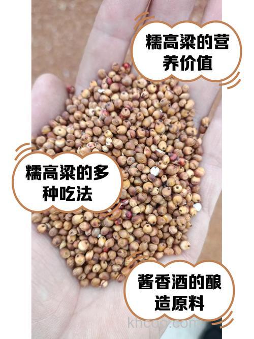 高粱做窝用炒的还是煮的？