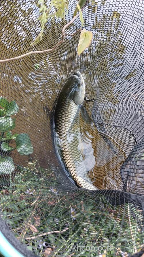 钓草鱼用什么好？