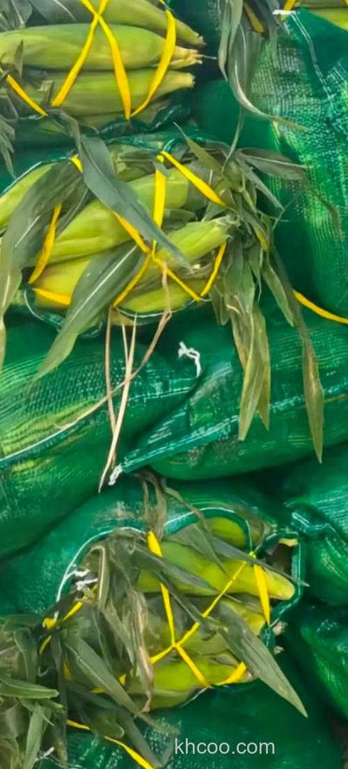 秋季野钓鲫鱼翘嘴用什么玉米？