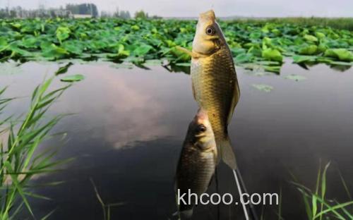 麝香小麦钓鲫鱼怎么样？