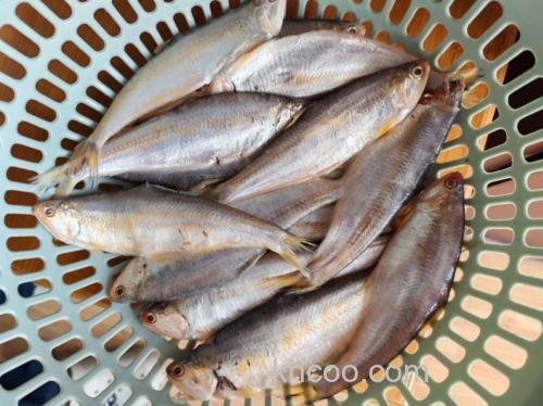 黄鲫子鱼什么节气前刺是软的？