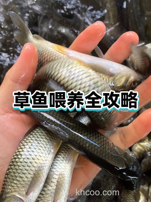 呼市哪里能买到草鱼饲料？