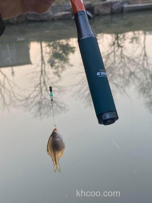 钓麦穗鱼最好的饵