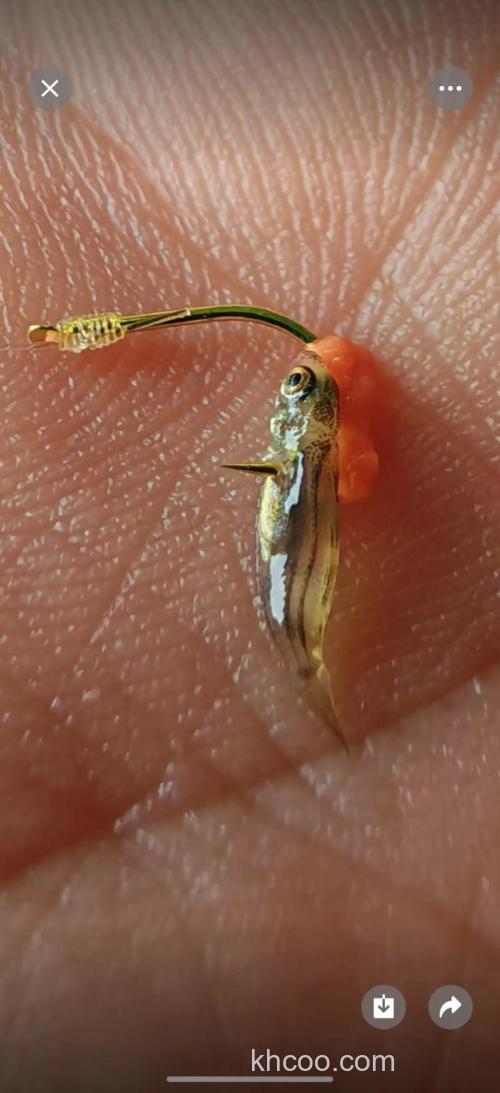 3号袖钩能用玉米粒钓鱼么？