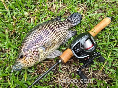 小麦粒可以钓石斑吗？