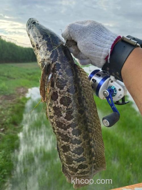 垂钓黑鱼的经验分享