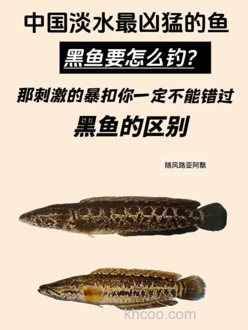 黑鱼太凶猛不好钓？怎么办？