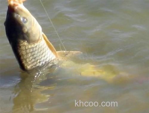 如何自制小麦钓鲤鱼