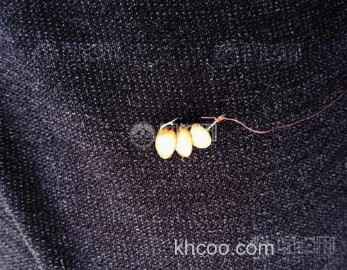 麦子钓鲤鱼用什么钩？