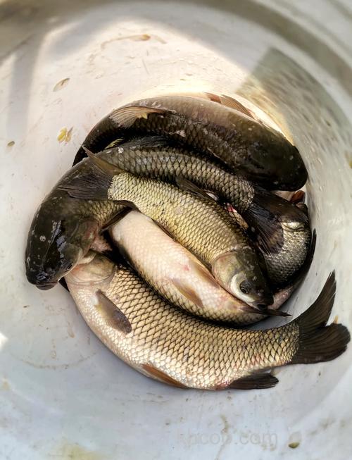 莽草煮小麦钓鲤鱼效果咋样？