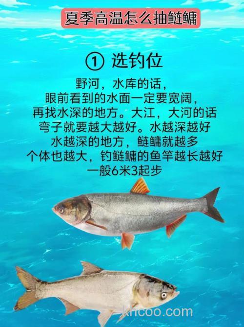 给大家分享一下钓鲢鳙的技巧