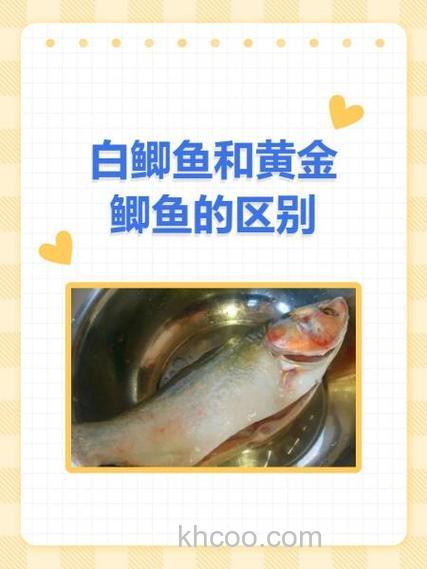 黄金鲫鱼和白鲫鱼小药区别？