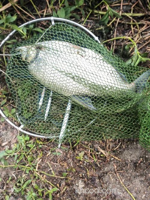 老谭玉米粉碎和不空军能钓鲤鱼吗在加酒米能钓鲤鱼吗?