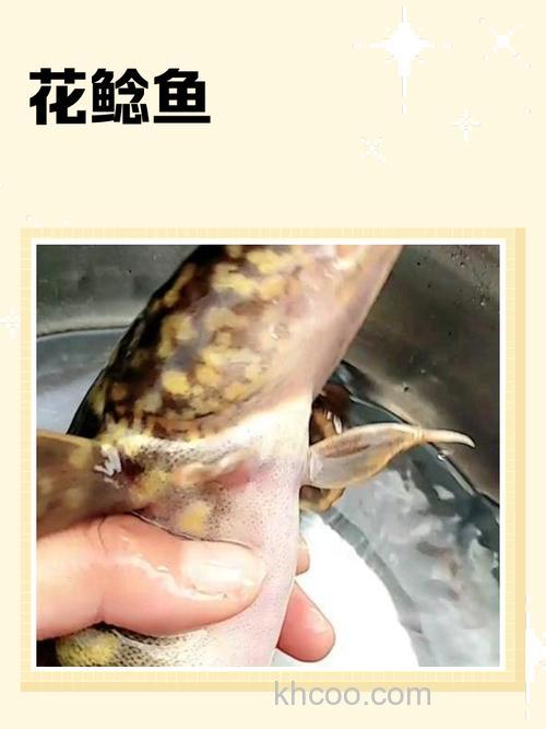 怎样制作花白鲶鱼料