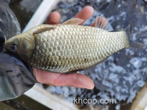 彭泽鲫的品种特征