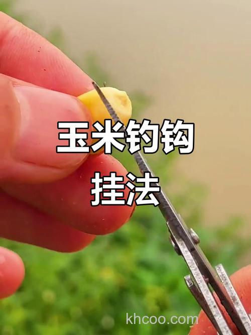 玉米串钩钓鲤鱼的方法？