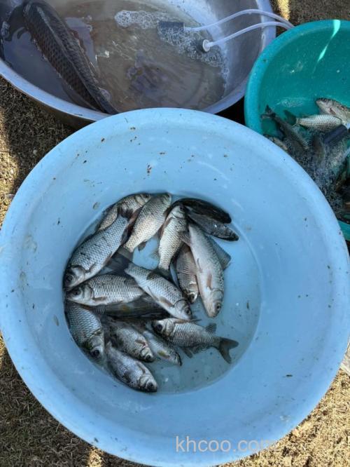 小鲫鱼去哪里买