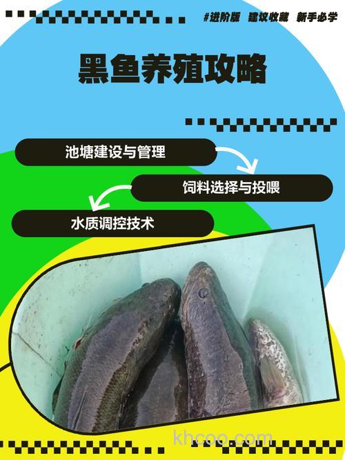黑鱼怎样养殖
