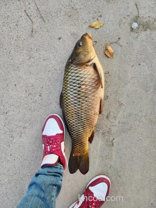 11月还能钓哪些鱼？