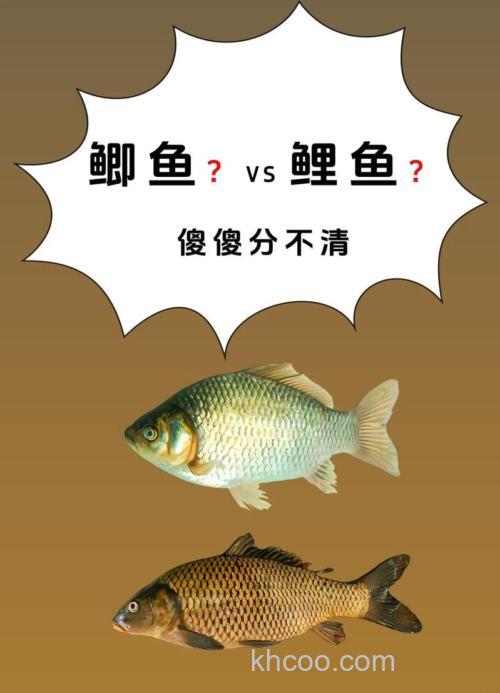 鲤鱼和鲫鱼杂交叫什么