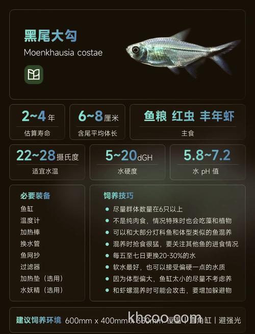 钓黑尾用什么饵料，就是尾巴黑色的，喜欢供石头