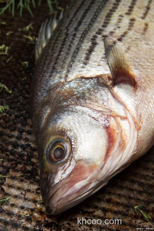 草鱼青鱼吃小米吗？