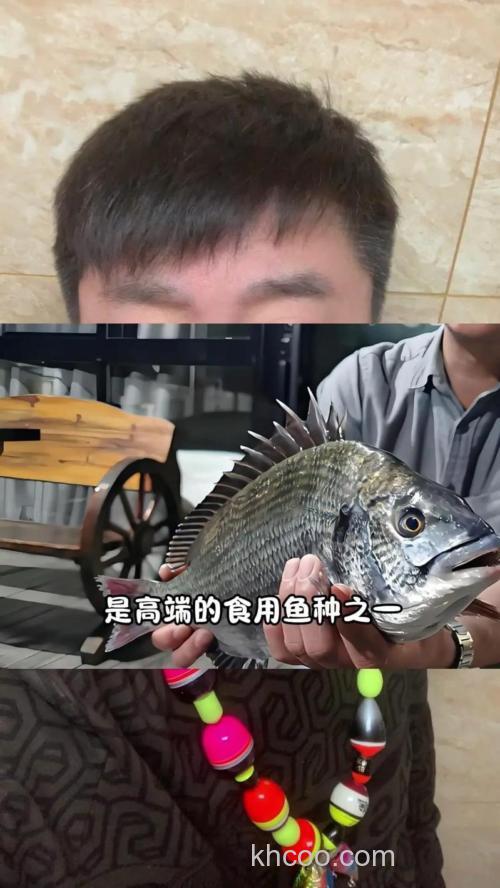黑鲷霸王自制钓饵？
