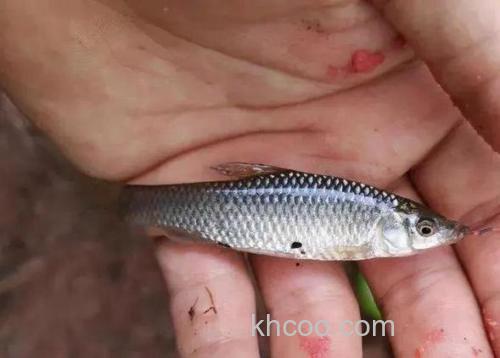 钓鱼怎么避开麦穗鱼?抓麦穗鱼用什么诱饵