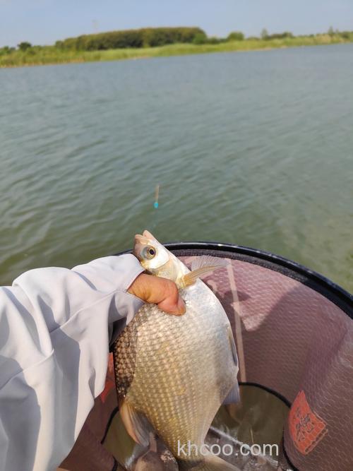 冬季是钓鳊鱼的好日子，把底子打牢固
