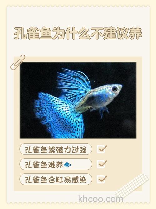 孔雀鱼能长多大？孔雀鱼为什么不建议养？