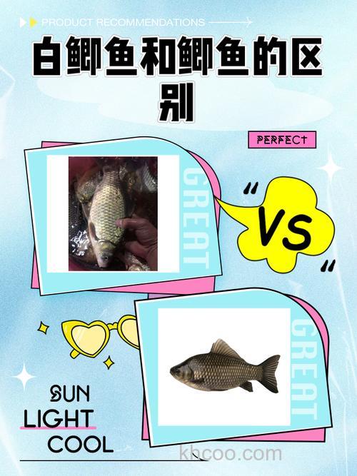 白鲫鱼：品种揭秘与野生与否大起底