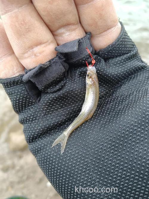 钓麦穗用什么钩？