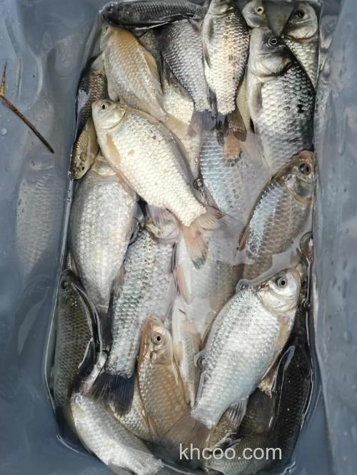 土鲫鱼有多少个点?土鲫鱼身上有几个点?