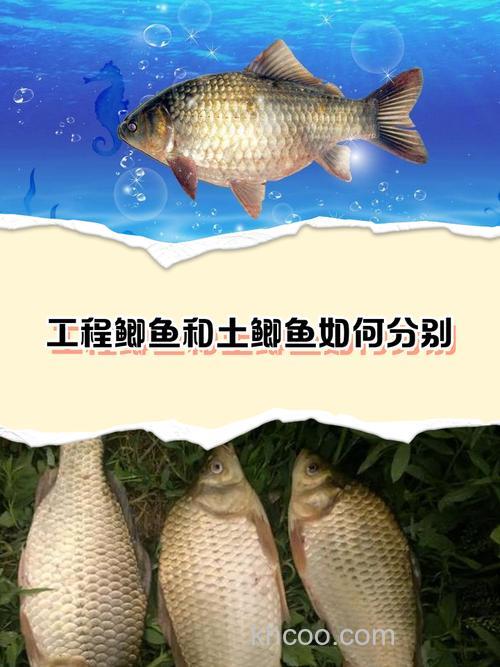 工程鲫和中科鲫哪个好?