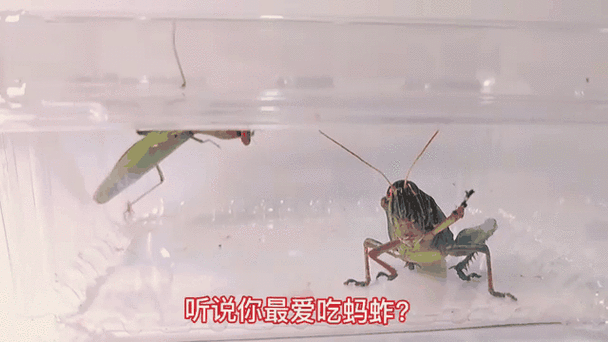 红眼蚂螂吃玉米吗？