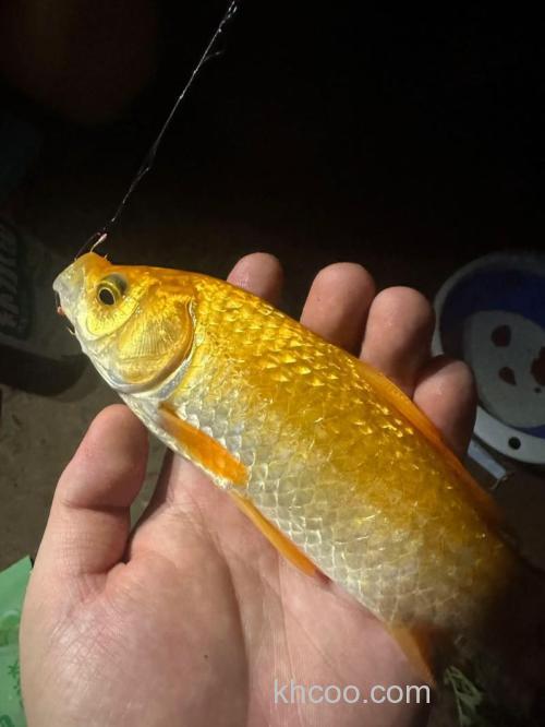 江河黄金鲫你应该这样钓鲫鱼