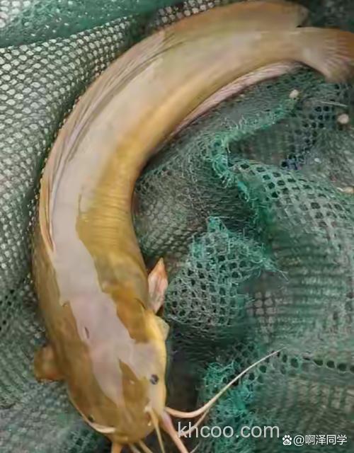 八须鲶亩养多少条？