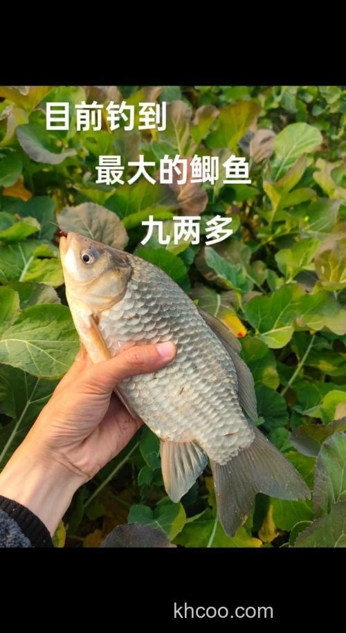 为啥蚯蚓饵钓的鲫鱼大