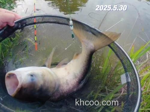 钓鱼高手都这样钓鲢鳙