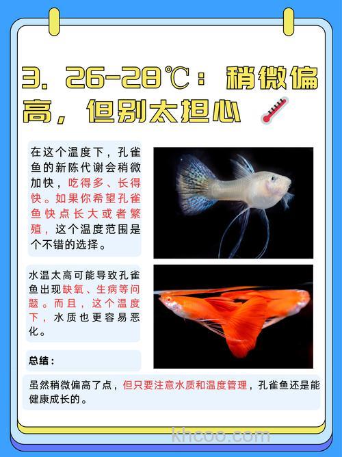 孔雀鱼是热带鱼还是冷水鱼？孔雀鱼水温多少度合适？