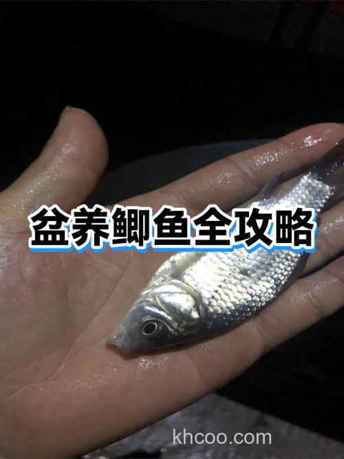 日本原装天之水鲫鱼添加剂怎么样