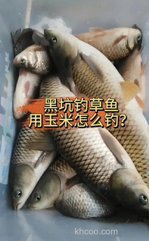 黑坑草鱼用嫩玉米怎么样？