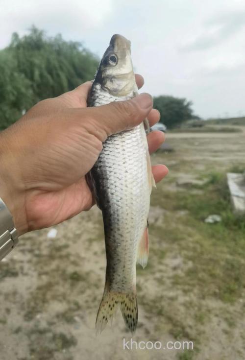 白票子多怎么钓鲫鱼？