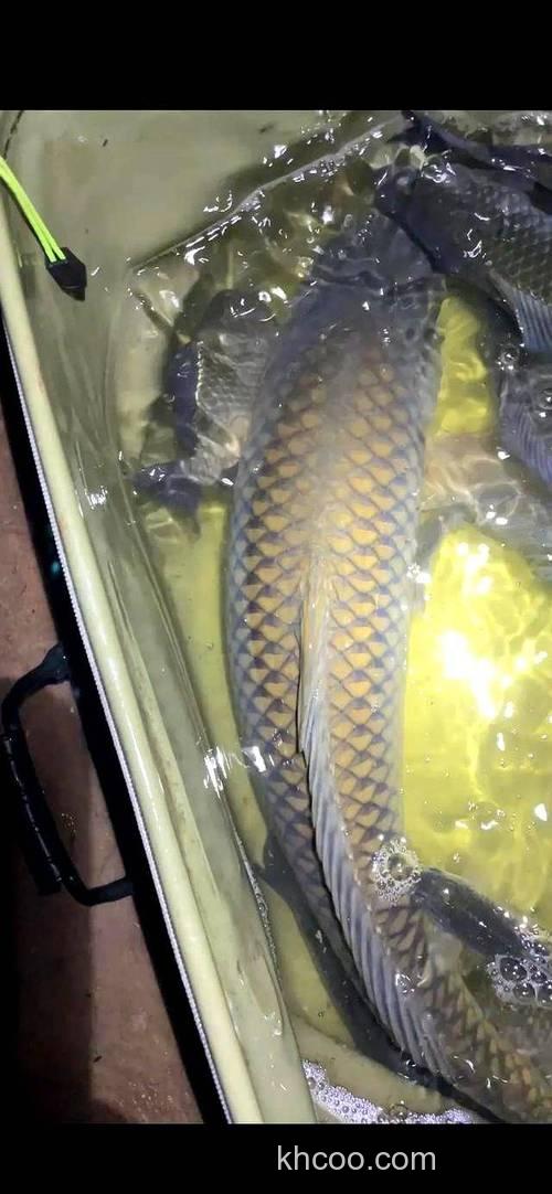 夏天钓深水鱼是不是会大一点?